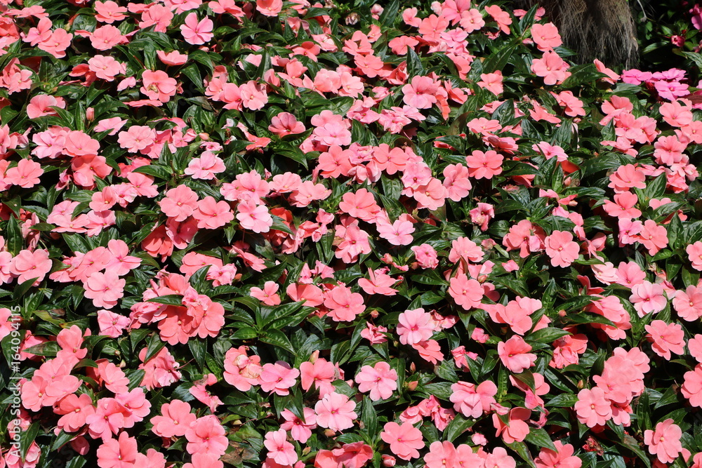 Obraz premium New Guinea Impatiens blooming pink in summer, Italy