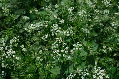 Schafsgarbe und ein klitzekleiner Marienkäfer