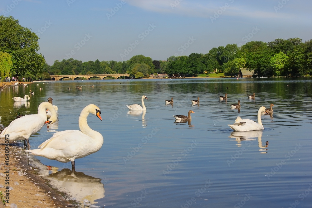 swans at Serpentine Lake, Hyde Park in London, UK
