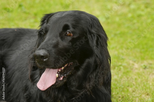 flat coated retriever © sowicz