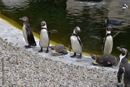 Humboldt Penguins Group
