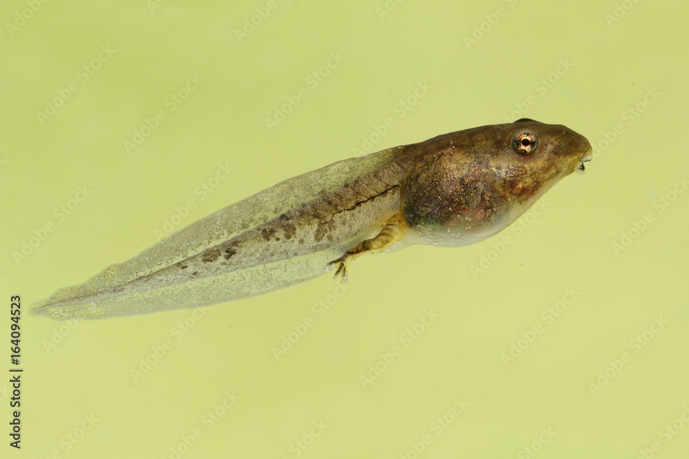 Naklejka premium Kijanka żaby leśnej (Rana sylvatica)