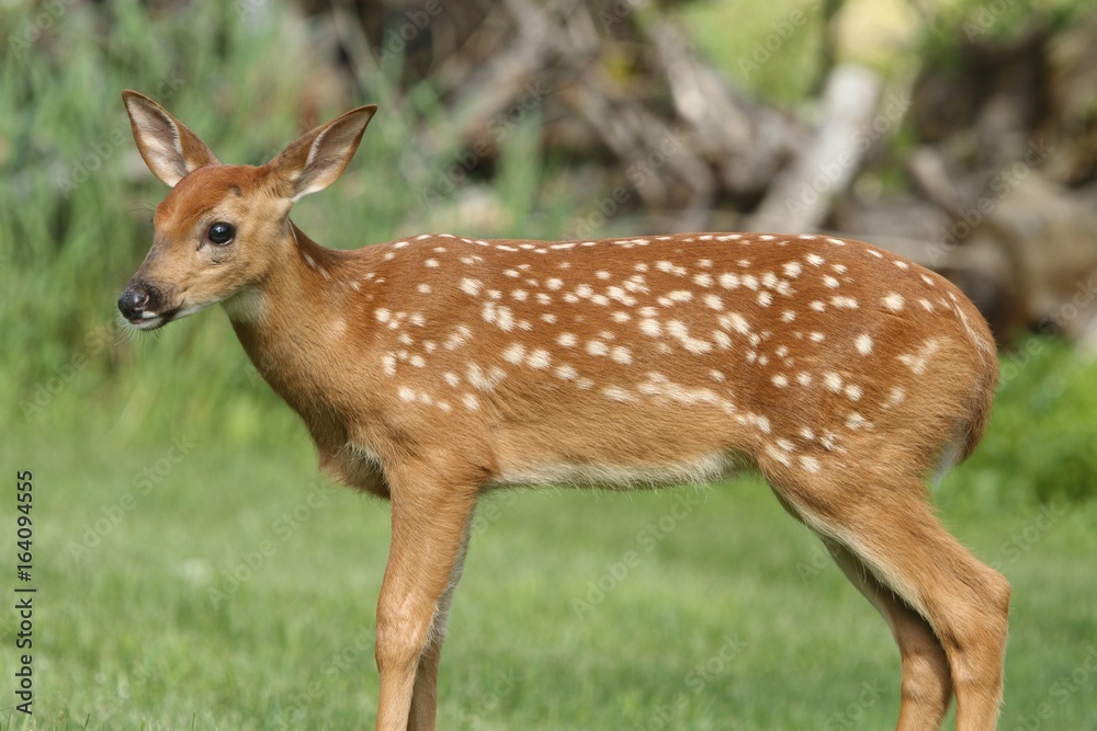 Baby White-tailed Deer (Odocoileus virginianus) Baby White-tailed Deer (Odocoileus virginianus)