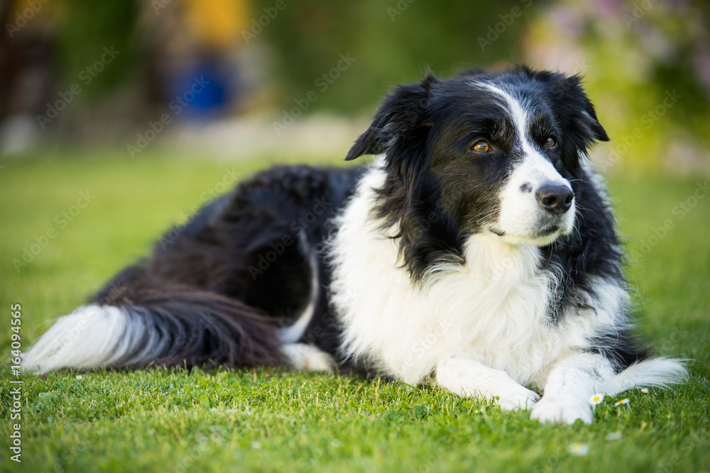 Border Collie im Rasen Border Collie im Rasen