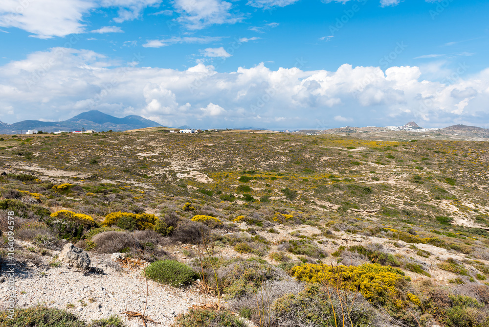 Spring plants on beautiful hilly coast of  Milos island. Cyclades, Greece.