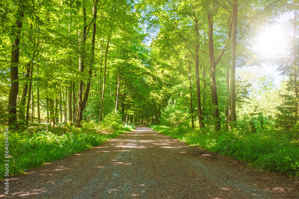 Obraz premium Wanderweg mit Sonnenschein im Aachener Wald zum Dreiländereck Deutschland, Niederlande, Belgien