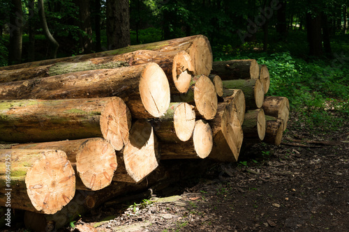 Frisch gefällte Baumstämme im Grafenberger Wald