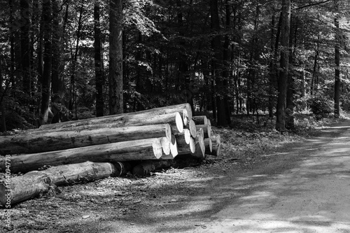 Frisch gefällte Baumstämme im Grafenberger Wald