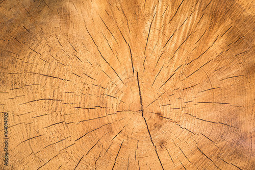 Baumscheibe Detail von eimen gefällten Baum mit Jahresringen