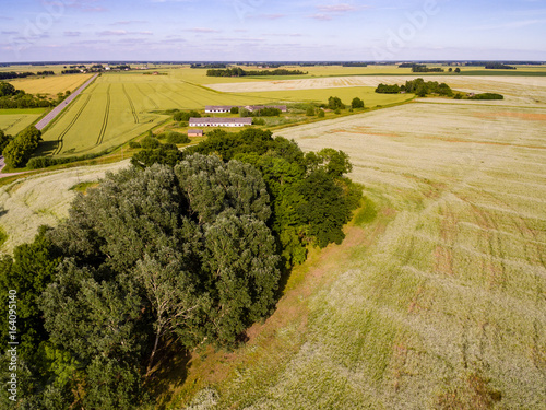 drone image. aerial view of rural area with Buckwheat field