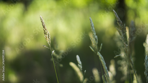 grass plant weed in the wind breeze flowing