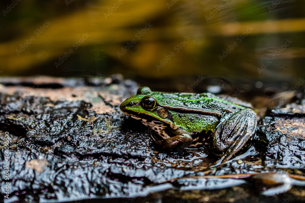 Obraz premium Frosch