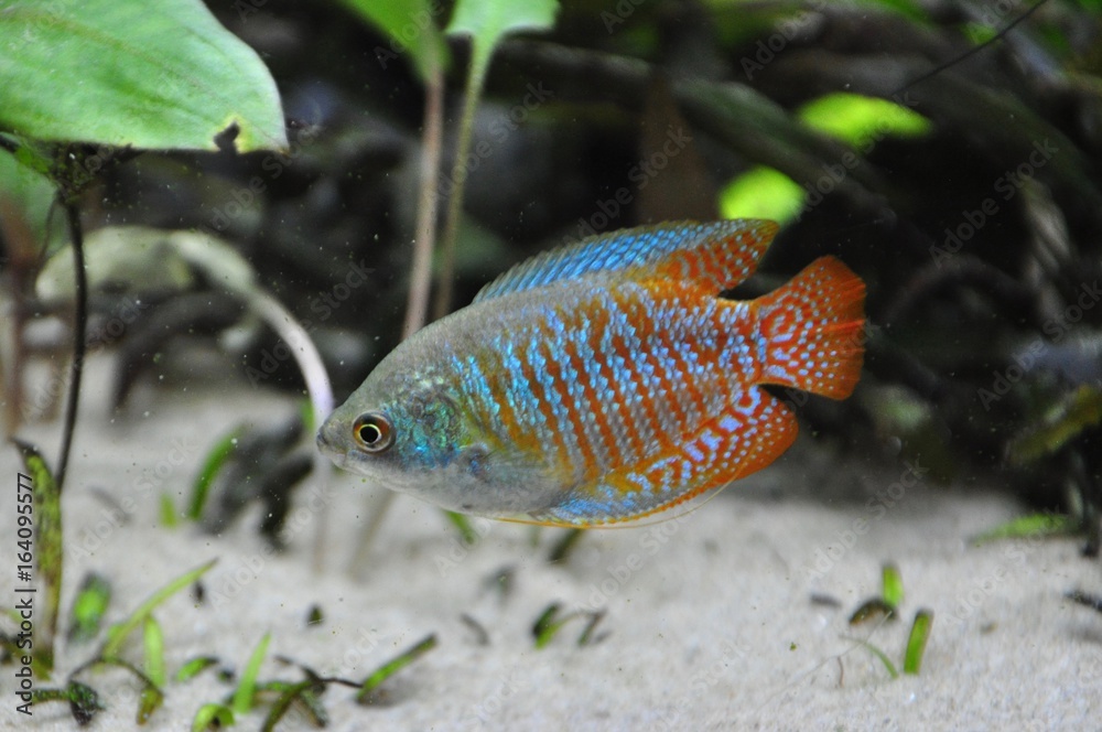 Zwergfadenfisch Colisa lalia Zwergfadenfisch Colisa lalia