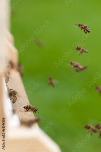 Honigbienen fliegen zum Bienenstock © stefan