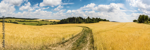 Panoramic shot of summer countryside with dirt road between fields