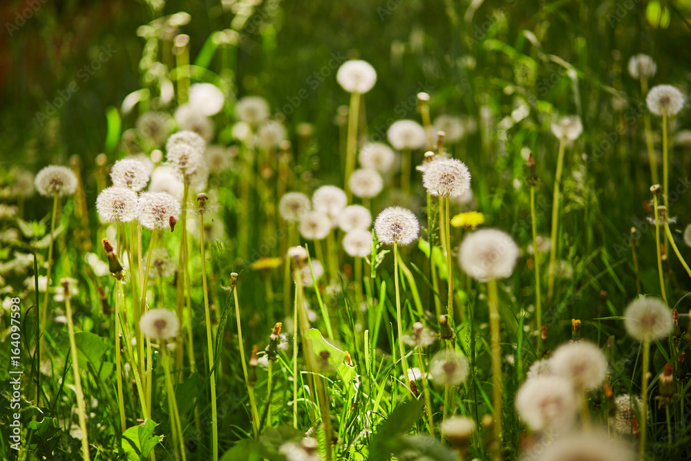Many dandelions in full bloom Many dandelions in full bloom