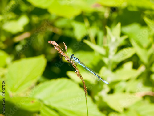 Common Blue Damselfly (Enallagma cyathigerum) on Grass Stem