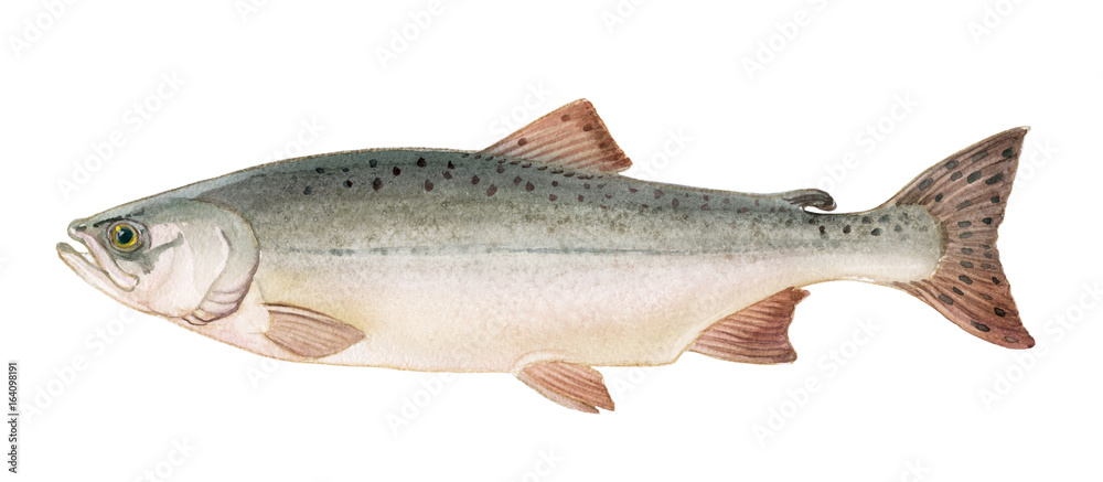 Fototapeta premium Freshwater fish of the Far East - Pink salmon female, Isolated on a white background, drawings watercolor