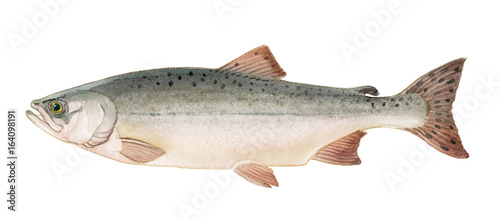 Freshwater fish of the Far East - Pink salmon female, Isolated on a white background, drawings watercolor