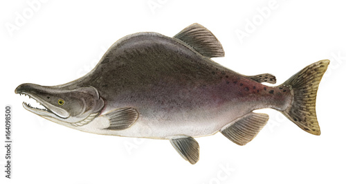Freshwater fish of the Far East - Pink salmon male, Isolated on a white background, drawings watercolor