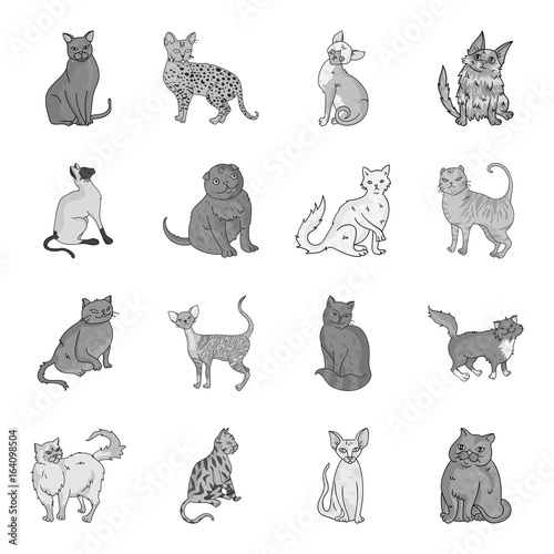 Cat breeds set icons in monochrome style. Big collection of cat breeds vector symbol stock illustration