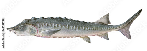 Freshwater fish of the Far East - Kaluga, Isolated on a white background, drawings watercolor