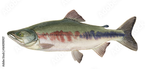 Freshwater fish of the Far East - Keta, Isolated on a white background, drawings watercolor