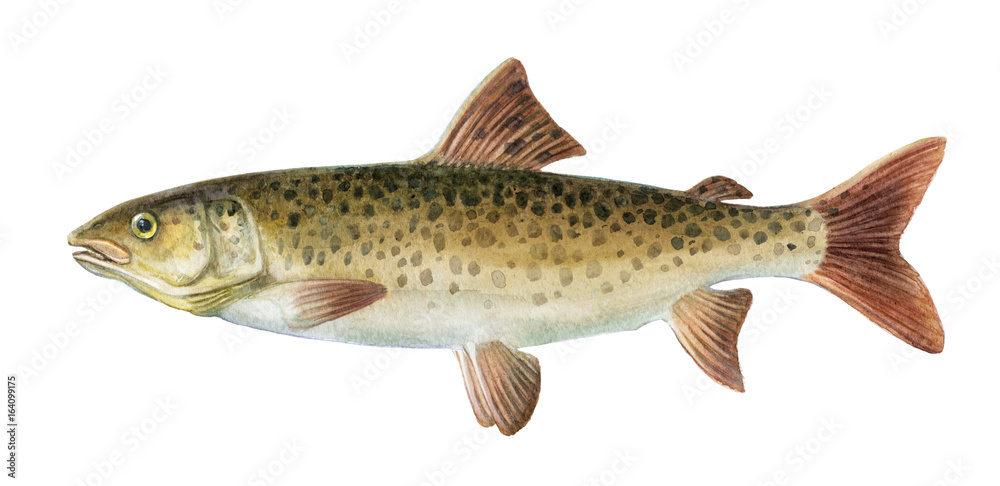 Obraz premium Freshwater fish of the Far East - Brachymystax lenok, Isolated on a white background, drawings watercolor