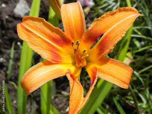 common orange lily with torn petals