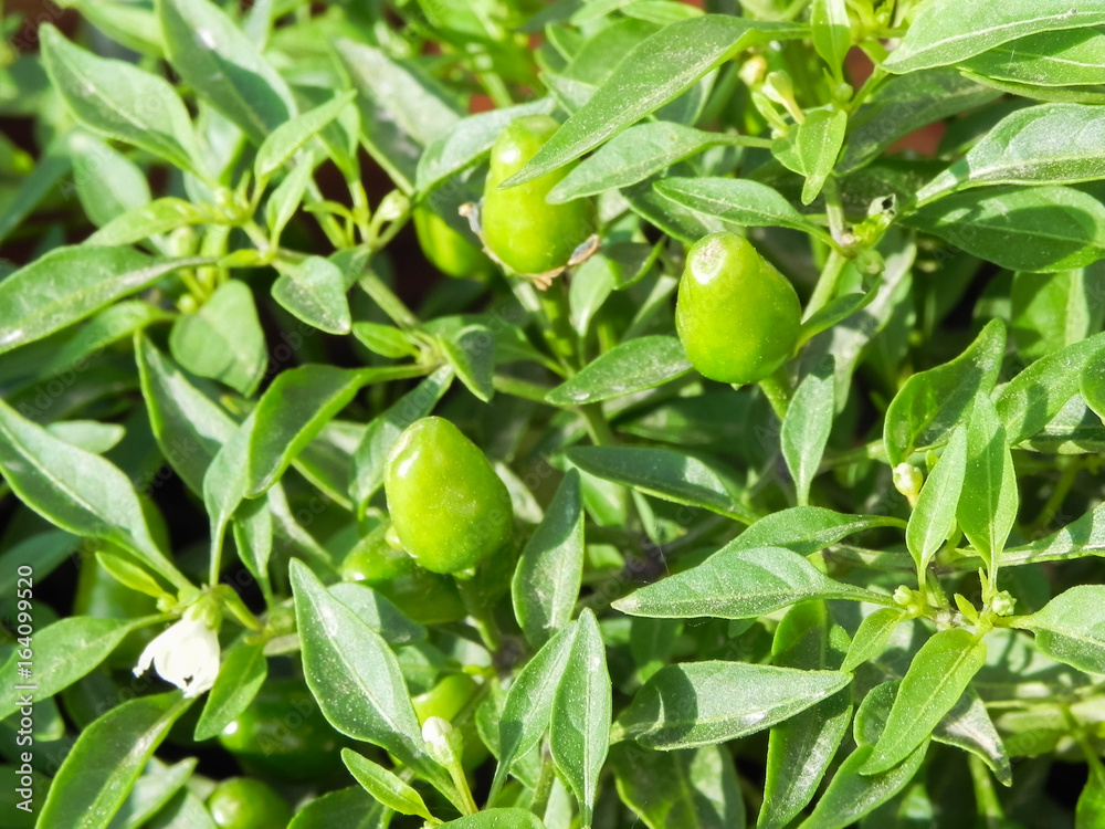 Growing green chilis