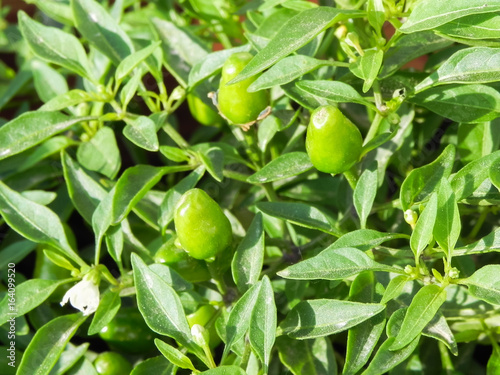 Growing green chilis