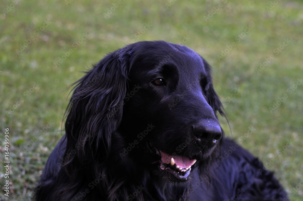 flat coated retriever