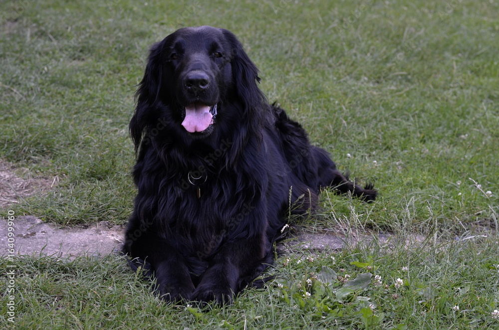 flat coated retriever flat coated retriever