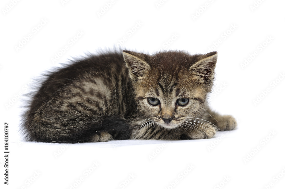 Obraz premium animal, cat, catus, domestic, domesticated, domestics, pretty, puppy, pure, curious, inquisitive, natural, wide,
