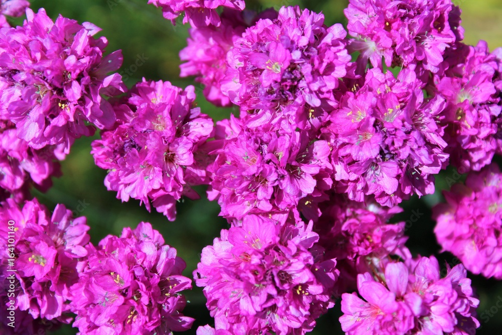 Armeria flowers in bloom Armeria flowers in bloom