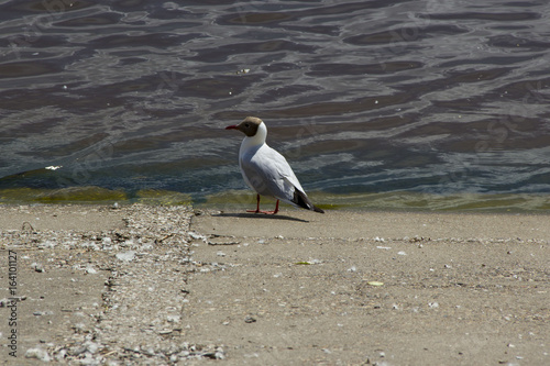 Чайка на берегу реки