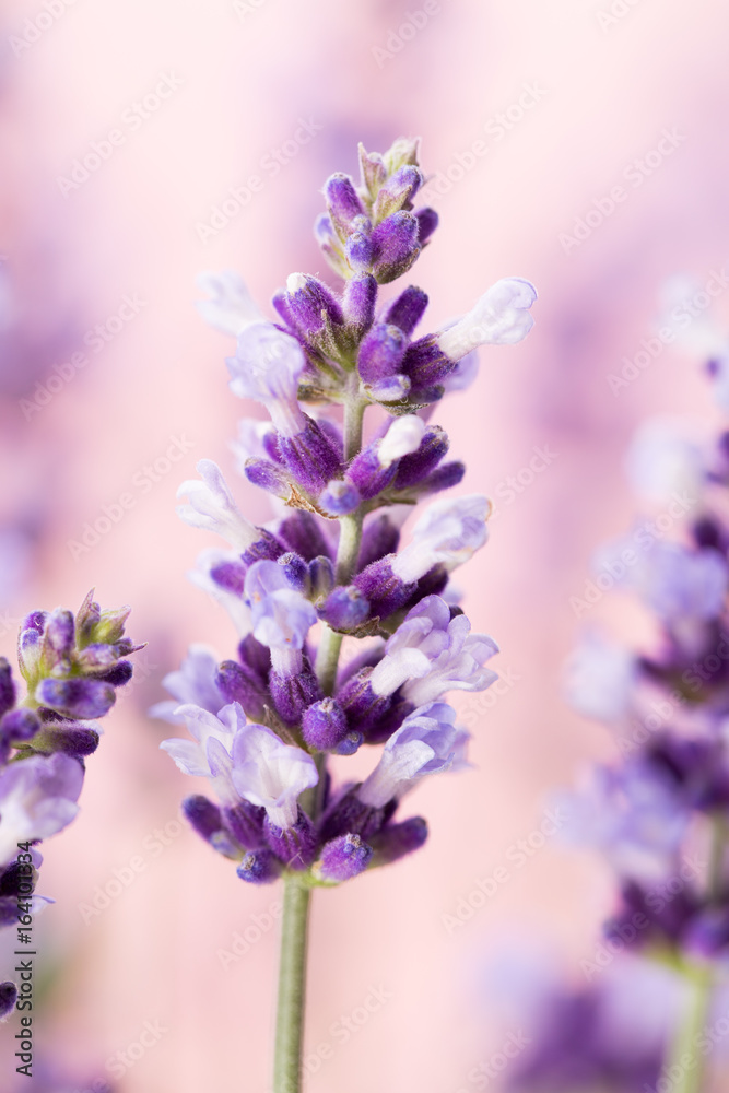 Fototapeta premium Lavender flowers.