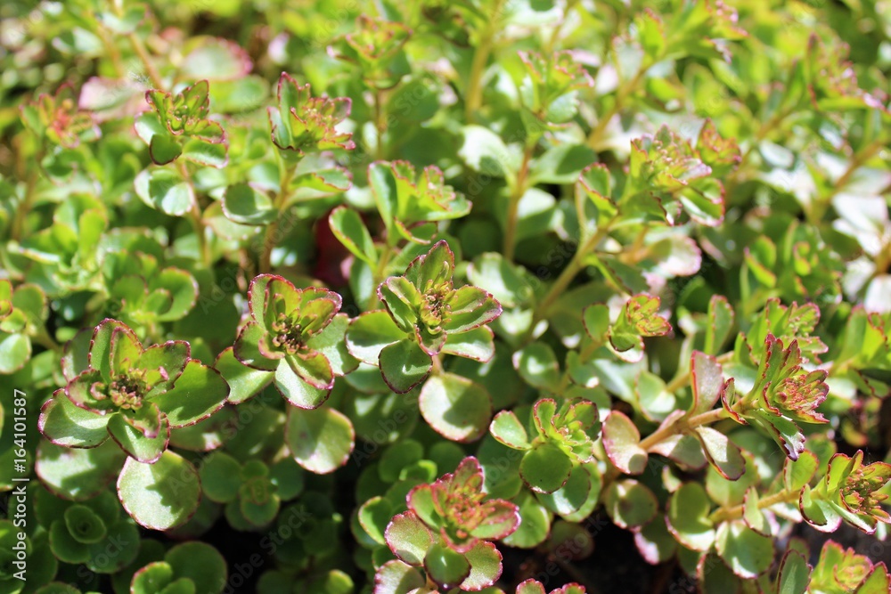 Sedum leaves, fresh green color in early summer Sedum leaves, fresh green color in early summer