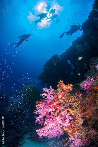 Underwater coral with bright color fish. There is a diver in the background, Similan, North Andaman Sea, Thailand.