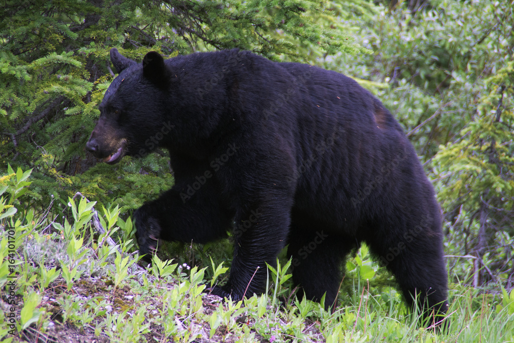 Black bear in Jasper National Park, Canada Black bear in Jasper National Park, Canada