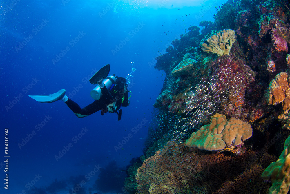 Underwater divers with coral reefs with fish, Similan, Andaman Sea, Thailand