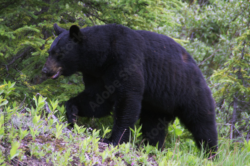 Black bear in Jasper National Park, Canada