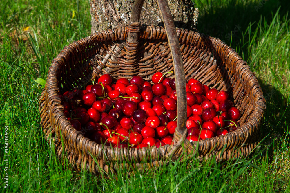 Cerises Cerises