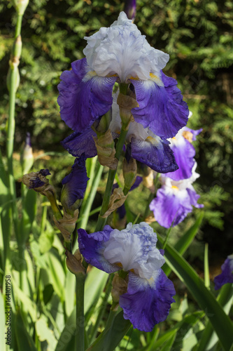Fototapeta Naklejka Na Ścianę i Meble -  Iris