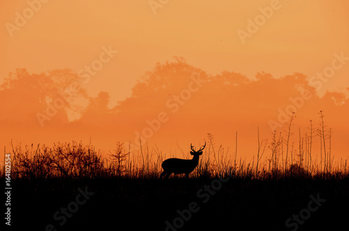 Deer in the meadow A black silhouette Orange background Beautiful forest atmosphere.