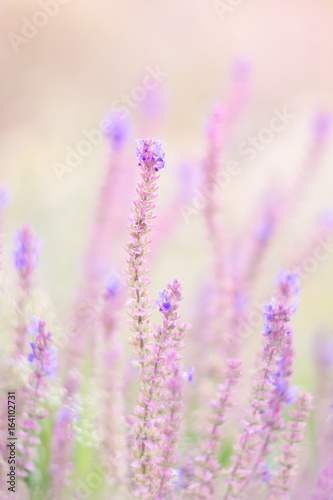 Wild flowers of the lilac color with the soft colors. The pastel shades .