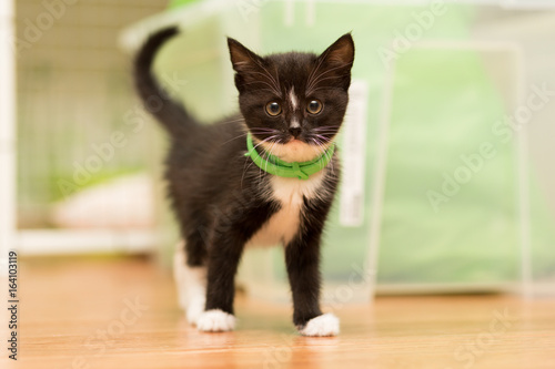 small kitten of black color with a white breast and a green collar of fleas stands on the floor photo