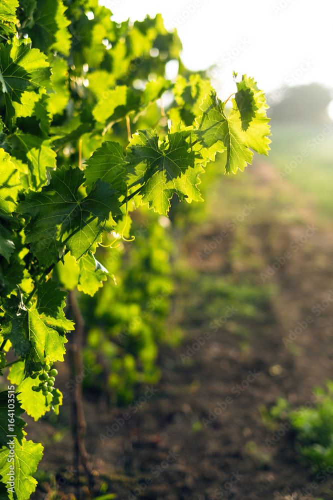 Young vineyard field with sun. Natural background. Concept of alcohol. Young plants. Wine Young vineyard field with sun. Natural background. Concept of alcohol. Young plants. Wine