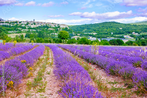 Lavender fields near Valensole in Provence, France.