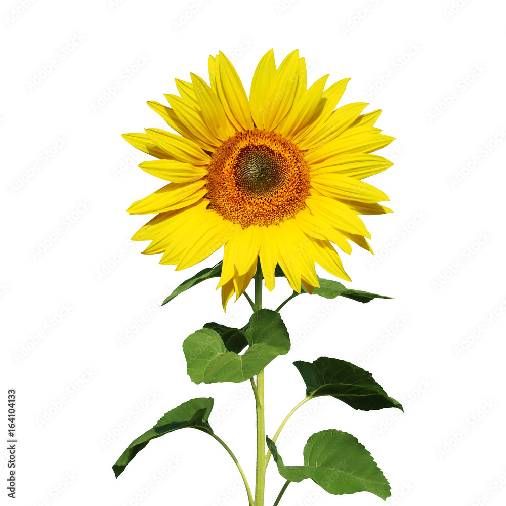 Wunderschöne Sonnenblume Wunderschöne Sonnenblume